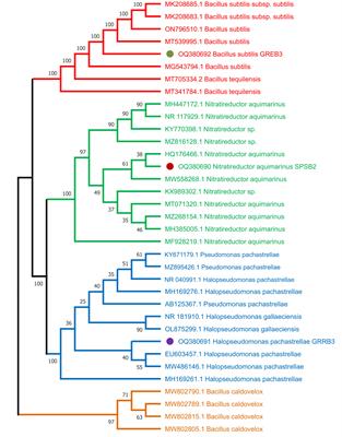 Exploring the potential of halotolerant bacteria from coastal regions to mitigate salinity stress in wheat: physiological, molecular, and biochemical insights
